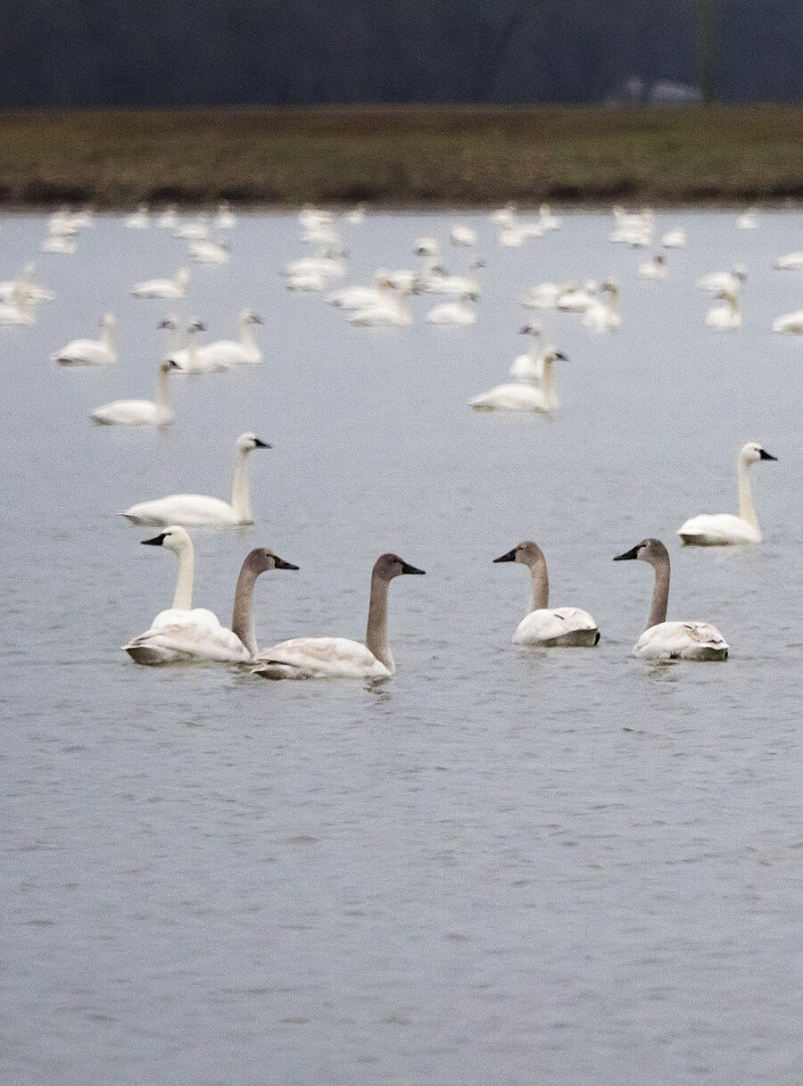 Tundra swans